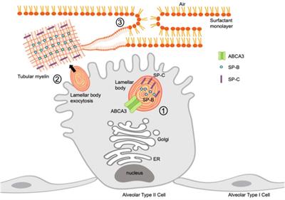 Gene Therapy Potential for Genetic Disorders of Surfactant Dysfunction